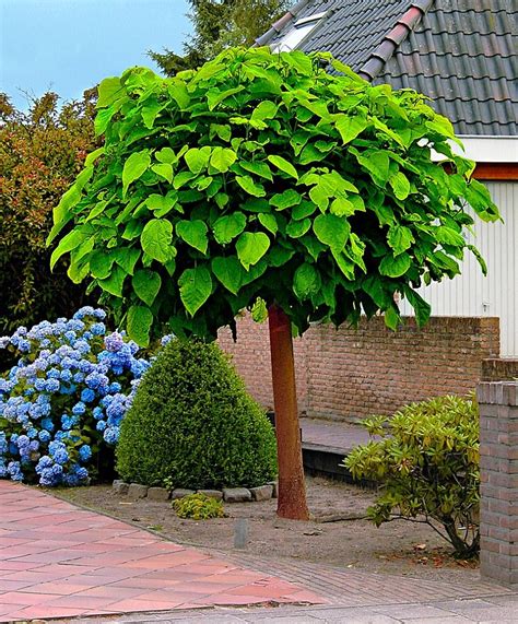 10 Große Bäume, die Sie in Ihrem Garten pflanzen sollten Dieser Frühling